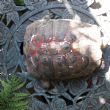 Hermanns : Female approx 50+ years old (Lulu)